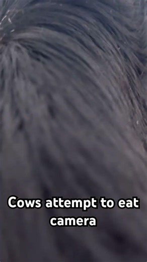 Cows attempt to eat camera #cow #cattle #farmlife #farm