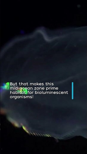 Explore the 5 Ocean Zones! A Journey into the Deep