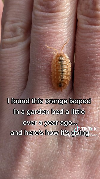 Discover the Fascinating World of Isopods in Your Garden Bed