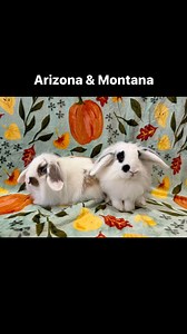 169 reactions · 12 comments | Adopt these darling bunnies at our next...