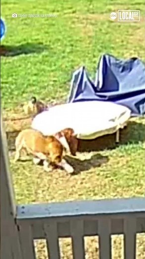 Duck chases dog around backyard