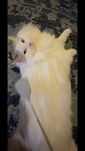 Zen mode activated | Sophielovestuna