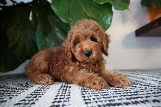 Nathan - Cockapoo Puppy B46DD6