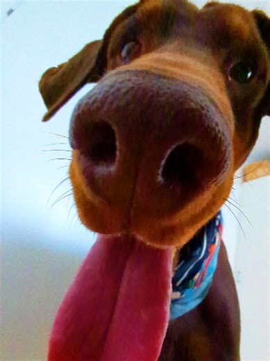 Vardagsglädje med Hundar 🐶✨ | Det Underbara Livet – Hundvlogg. Välkommen till det underbara livet med hundarna 🐶❤️ I denna roliga hund vlogg 😂 får du följa med in i vardagen hemma där hundarna leker 🐾, busar och bjuder på massor av skratt. Den här videon är perfekt för dig som älskar hundar 🥰, tycker om att titta på roliga hundvideos och vill uppleva äkta glädje i en mysig hundvlogg. I videon får du se hur det är att leva med hundar 🐕🐕, hur de leker tillsammans inomhus 🏠 och hur små stun