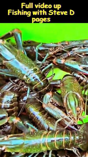 Red claw Lake Cressbrook Dam #shorts #fishingmethods