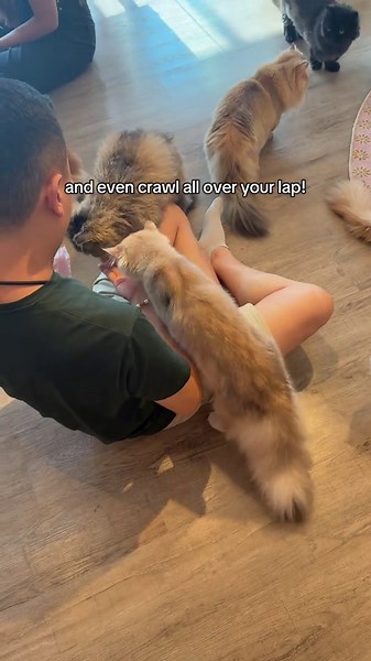Would recommend visiting this cat cafe as it’s very clean, spacious and there’s many cats available for up close interactions! An hour of interaction costed $15 and guests were allowed to leave the cat interaction area for some food and drinks at the dining area (at additional costs). 📍QQ Cats & Cafe 262 Balestier Rd 01-03 Singapore 329714 . . . . #singapore #sgfyp #sgcafe #catcafe #sgfoodies