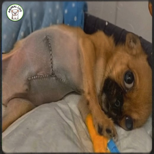 35K views · 2.9K reactions | Bunny’s gentle spirit had dimmed under...