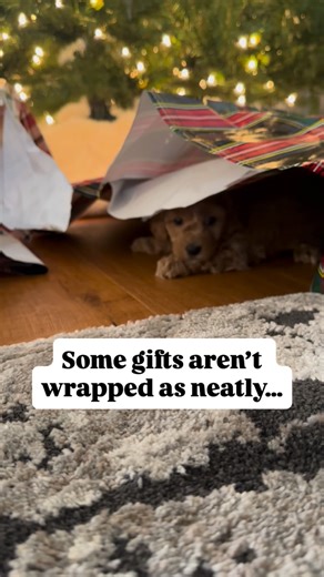 Doodle Puppy Crew - Cavapoochons on Instagram: "This face! 😍 doodlepuppycrew.com #cavapoochon #foreverpuppy"