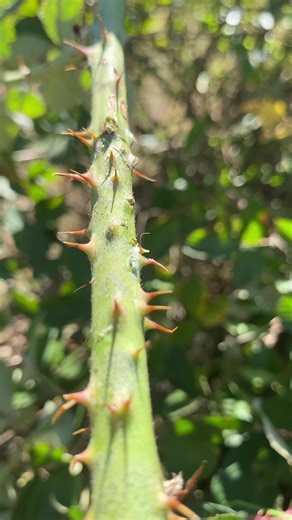 Fence Line Work Techniques for Lawn Maintenance