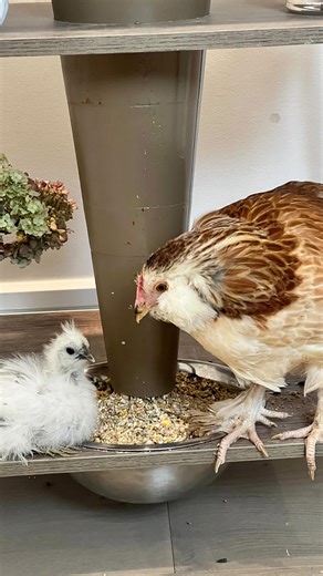 How to create a simple chicken feeder at home