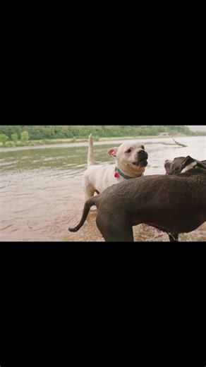 The American Staffordshire Terrier: Legend vs. Reality 🐾 #AmStaff #Pitbull #DogExpert