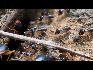 How Do Termites Eat Wood? The Science of Symbiotic Digestion