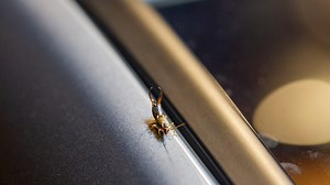 Earwig invasion? Warm, wet weather pushes pests inside