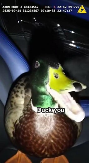 “Cop Pulls Over a Bugatti… Then a Duck Says THIS 😭🦆#shorts