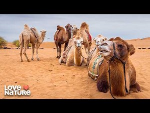 How Life Survives Earth’s Harshest Deserts | Secrets of the Enchanted Forest 106