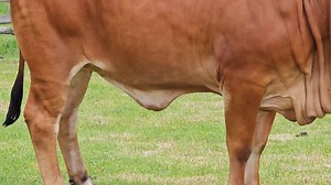 LOT 50 | JAMIELA | PRB22-47 (Zebu TLM05-543 x Jamiela HJ18-21). ON OFFER from Peinke Ranch at the National Boran Heifer Extravaganza! A truly exquisite and feminine heifer radiating elegance and grace. Beyond her stunning exterior, JAMIELA boasts impressive and consistent EBVs, underscoring her exceptional genetic potential!!! As the half-sister to the legendary Jasmin HOT10-24, JAMIELA | PRB22-47 inherits a stellar lineage, blending coveted genetics from Julia B03-17, Picasso GF10-23, and K6K 3