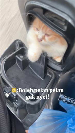 Kucing Ragdoll dan American Curl di Motor