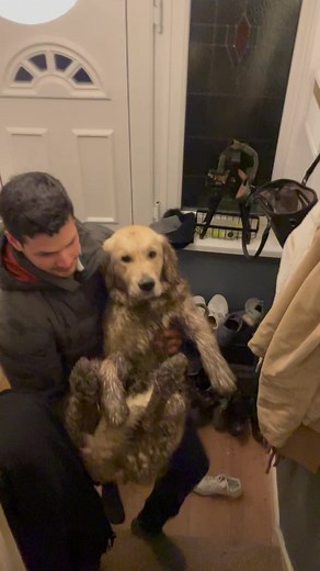 Training Tips for Golden Retrievers