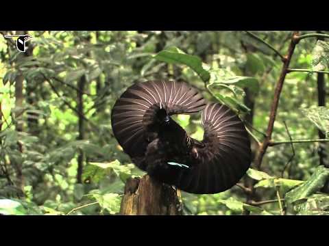 Victoria's Riflebird