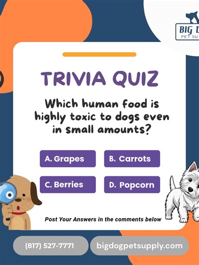 🐶 Trivia Time! Let's talk about keeping our furry friends safe. Which of these common human foods is a big no-no for dogs, even in tiny amounts? Test your pet parent knowledge below! 👇 #BigDogPetSupply #PetSafety #DogToxins #TriviaQuiz #DogHealth #PetParentTips #HealthyPets #DogCare #WhatNotToFeedDogs #GrapesAreToxic