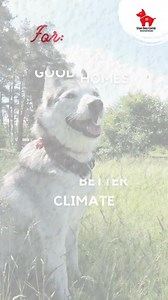 5.2K views · 64 reactions | Stray Dogs Center on Reels | Facebook