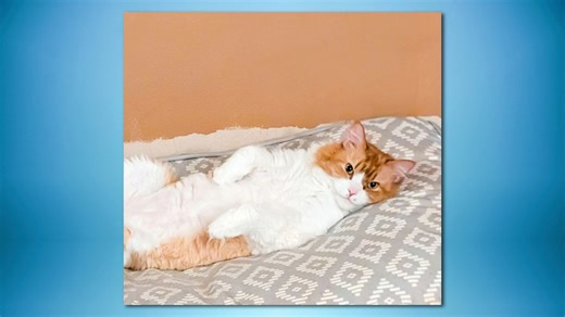 Arkansas cat named 'Cheddar Big Booty Cheeseburger' wins national contest