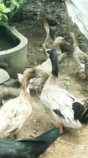 Indian runner duck farming in my farm #birds #duck #animals #muscovyduck #ducklingspro