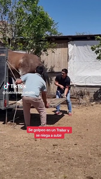 Cómo Ayudar a un Caballo Golpeado a Subir al Trailer: Tips y Consejos