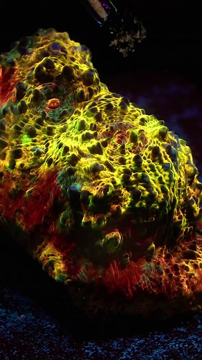 Absolute Insanity Chalice from @Reefflex 🔥 • Feeding Reef Roids from @Polyplab • #chalicecoral #reefaquarium #reef2reef #macrophotography #timelapse #allmymoneygoestocorals #coral