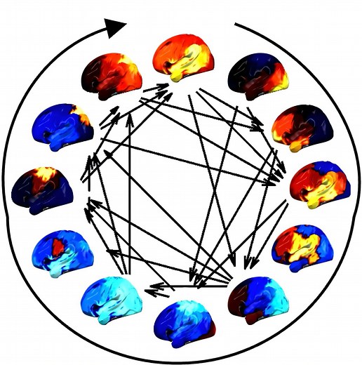 Activity of large-scale cortical networks follows cyclical pattern, study finds
