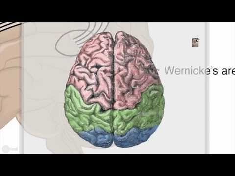 Neurophysiology of language