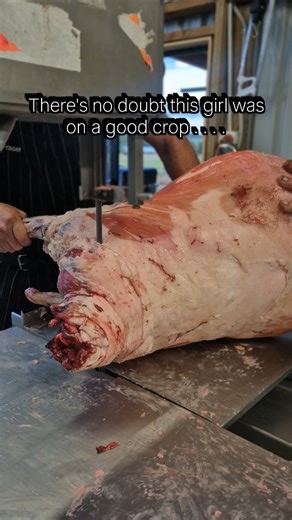 Hunting & Homekill Services | As a homekill service provider we process and we don't judge! Fat, skinny, prime lambs, wagyu beef and cull ewes, you name it, we've seen... | Instagram