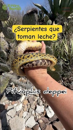 Are there snakes that drink milk? #mexico #snake #snakes