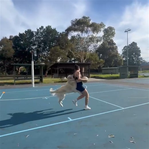 15K views · 53 reactions | Players need defence for their holiday sessions? Harley is available for hire…  #netball #netballtraining #netballdog #dog | thenetballcoach.com | Facebook