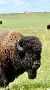 Grasslands National Park isn’t empty—it’s extraordinarily alive! This is the only place in Canada where you’ll find some of the country’s most iconic and endangered wildlife, alongside some commonly spotted prairie dwellers. 🔶 Rare endangered species in reel 🐕‍🦺 Black-tailed prairie dog 🦬 Plains bison 🦉 Burrowing owl 🦌Pronghorn antelope 🦎 Greater short-horned lizard 🦅 Greater sage-grouse 🦊 Swift fox 🐍 Prairie rattlesnake 🦂 Northern scorpion 🟢 Common prairie dwellers: 🐿️ Prairie dog 
