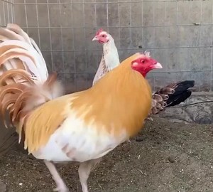 white pumpkin available #available_now #gamefolwsforsale #gamefowllove #gamefowlnation #gamefowlsbreeders #gamefowllovers #availablepair