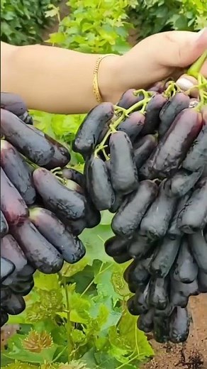How to Grow Sapphire Grapes: A Sweet and Delicious Variety