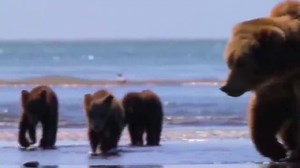 12K views · 610 reactions | Mountain Lion is King But Fail! Mother Bear Save Her Baby From Lion Hunting, Puma vs Grizzly Bear | Animal World | Facebook