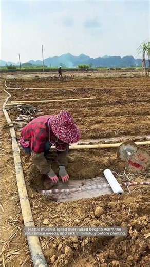 Laying Plastic Mulch: A Fast Way to Prep Beds