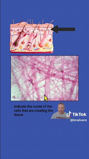 Histology of Areolar Connective Tissue Explained