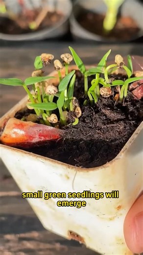 Plant Identifier App | Your Plant Guide on Instagram: "Starting chili peppers from seed is easier than you think, all you need is warmth, patience, and plenty of light. 1. Start Indoors: Sow your chili seeds in seed trays or small pots. Keep them warm (around 25–30°C) to help them sprout faster. 2. Keep Soil Moist (Not Wet): Water lightly, overwatering can cause damping-off. Chili seedlings love moist, well-drained soil. 3. Give Them Sunlight: Once they sprout, place them where they can get 6–8 