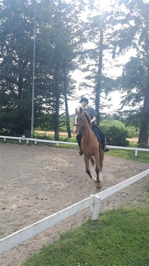 it was a good ride yesterday💕 #molgerrideklub #horse #equestrian