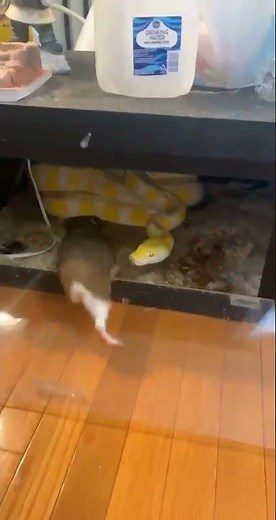 Guinea Pig live feeding - Snake