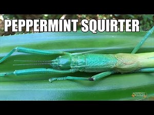 The Peppermint Stick Insect - a chemical blaster