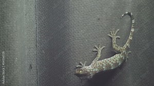 gecko movement on the roof and waiting for eating insects
