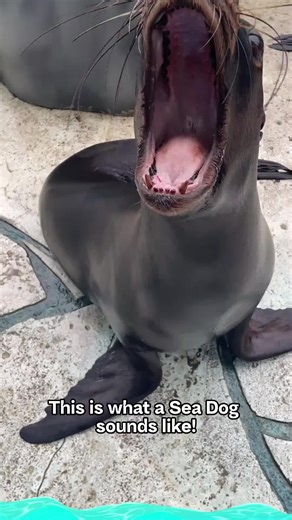Sea dog bark#sea #dog #tiktok #fyp #foryou