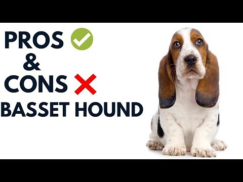 The Pros and Cons of Owning a Basset Hound | A Comprehensive Guide to the Good and the Bad