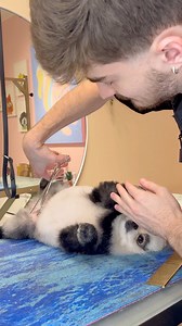 213K views · 10K reactions | Have you heard of a Pandaranian? #dogsbylogan #doggrooming #dogs #pomeranian | Logan Rago | Facebook