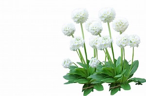 50 Prairie Ninebark Seeds – Physocarpus opulifolius – Native Shrub for Landscaping