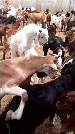 أجمل مشهد للماعز في الصحراء#Goats #TharDesert #GoatLife #